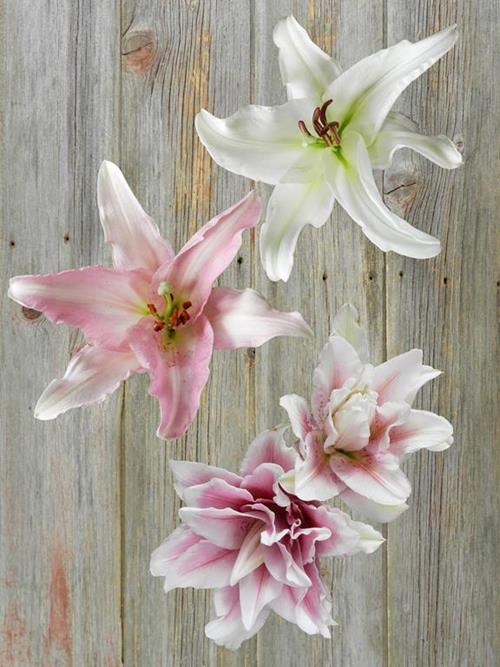 3/ROSE, PINK AND WHITE  ASSORTED ORIENTAL LILY